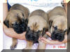 Fawn & Brindle Great Dane Puppies for sale Marshfield, Missouri 65706 USA